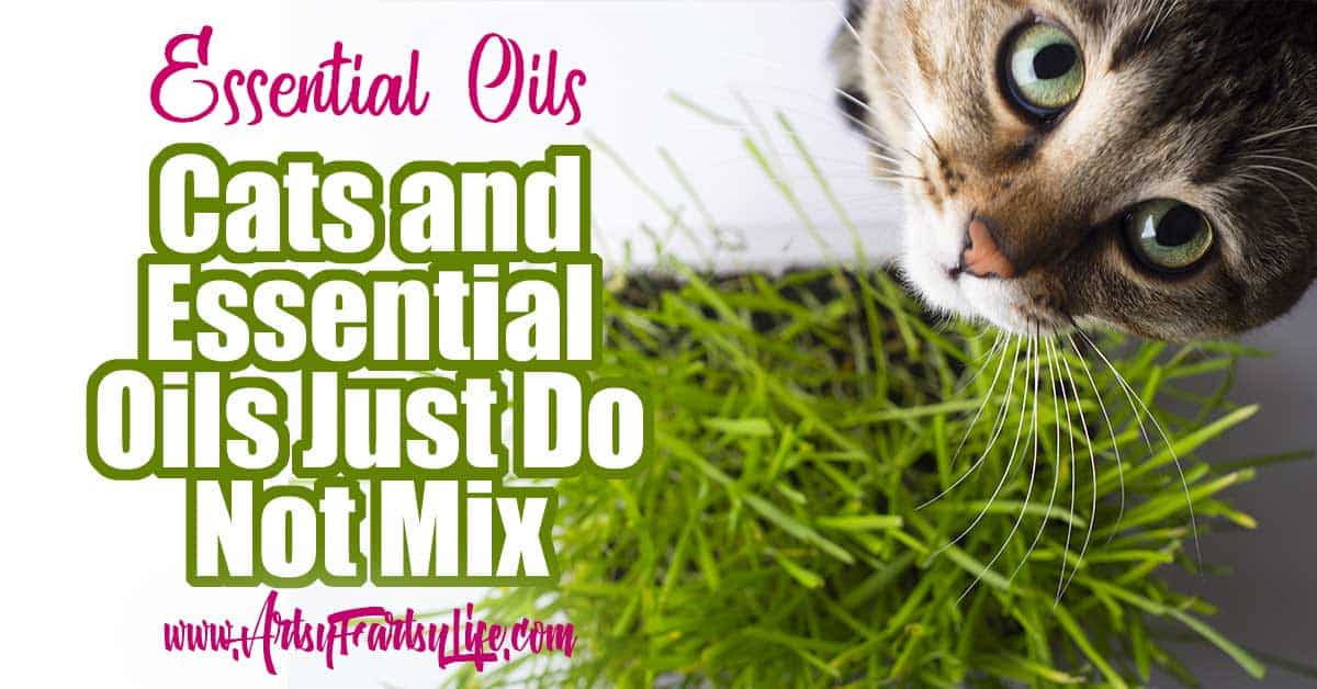 Cats and shop essential oil diffusers