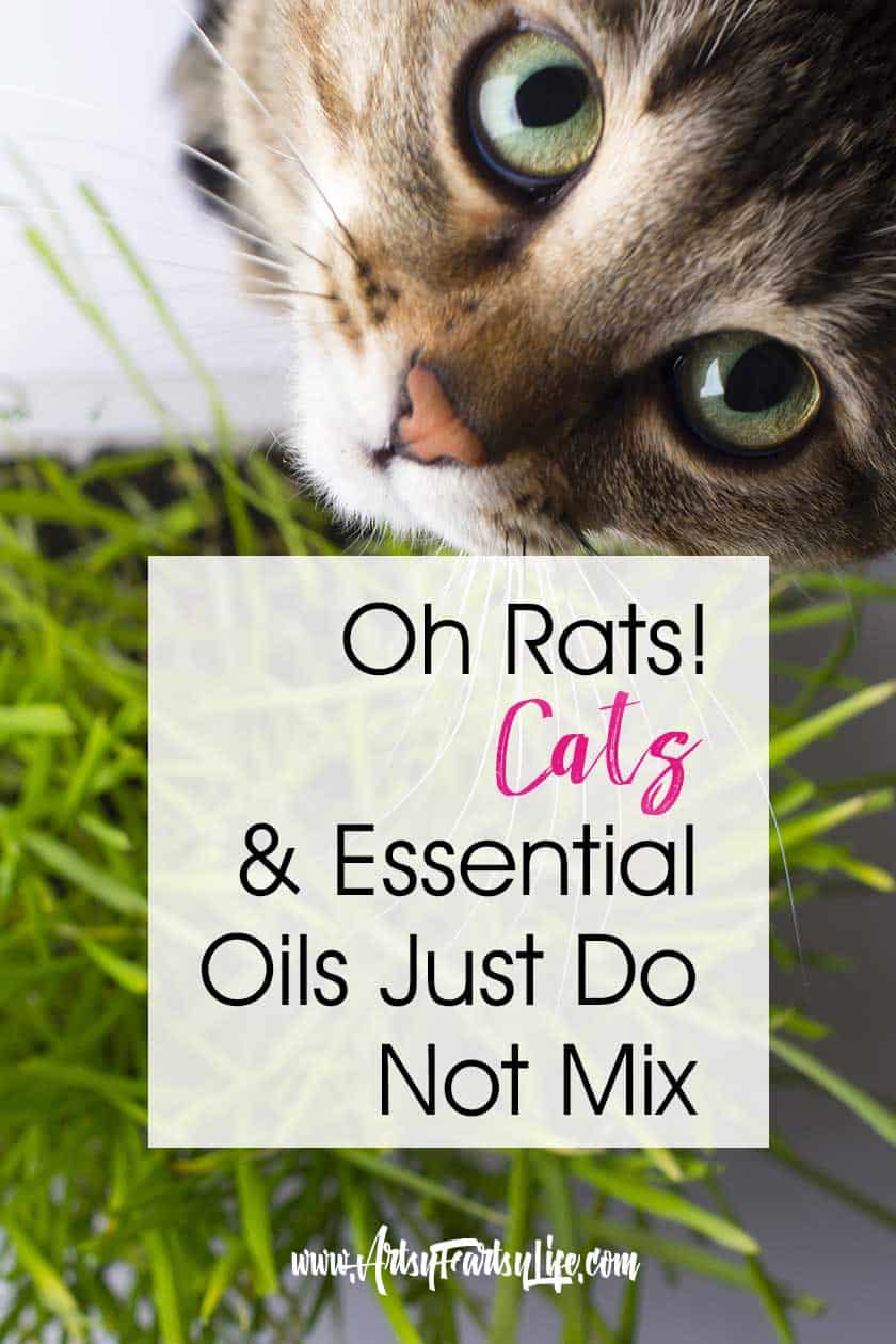 Cats and Essential Oils Just Do Not Mix ... It is super important to remember that oils can be toxic to felines. While there are a few safe ones, most can’t be safely used in a diffuser or spray. Here are my top safety tips and ideas for natural living with cats!