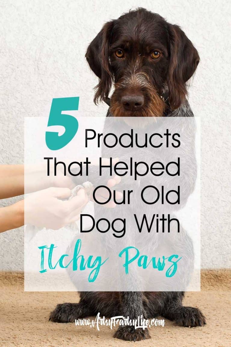 5 Products That Helped Our Old Dog With Itchy Paws · Artsy Fartsy Life