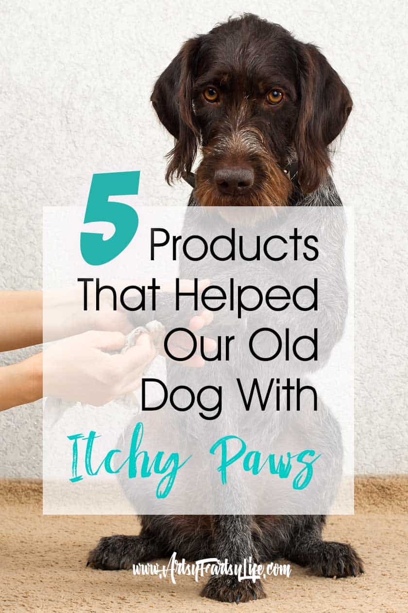 can you put lavender oil on dogs itchy paws