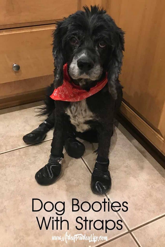 5 Products That Helped Our Old Dog With Itchy Paws · Artsy Fartsy Life