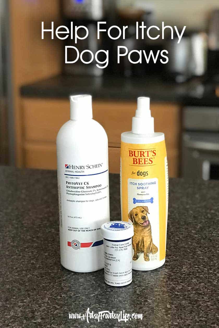 how to treat itchy dog paws