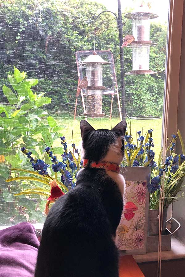 Elsa sitting on her bench looking at the birds