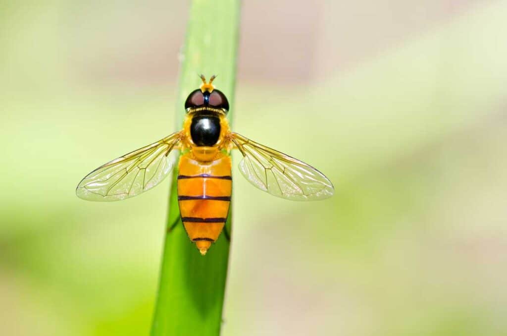 The Old Farmers Almanac - In the kitchen, a fruit fly infestation