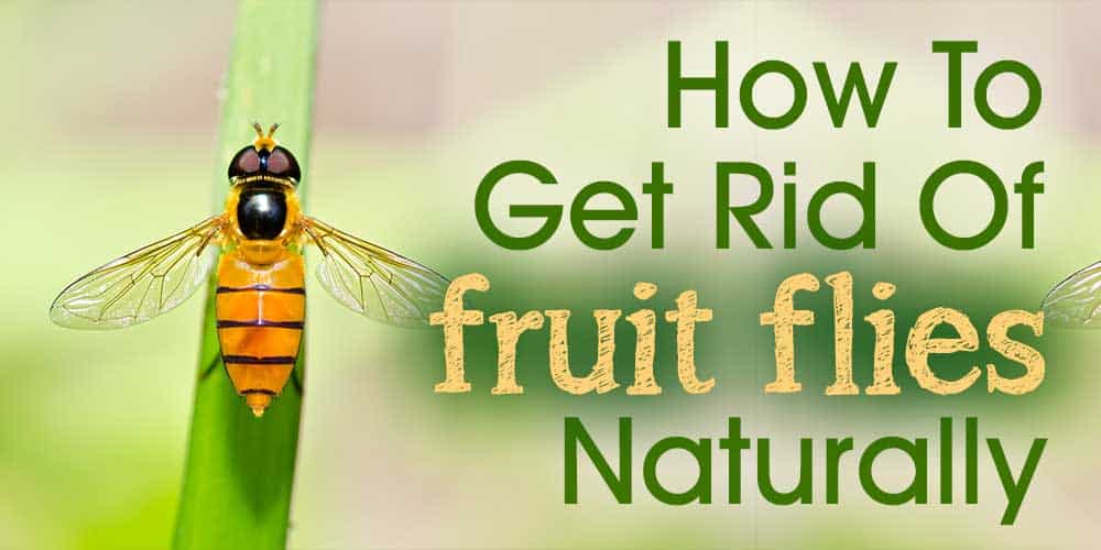 https://artsyfartsylife.com/wp-content/uploads/2019/10/how-to-get-rid-fruit-flies-naturally-3.jpg