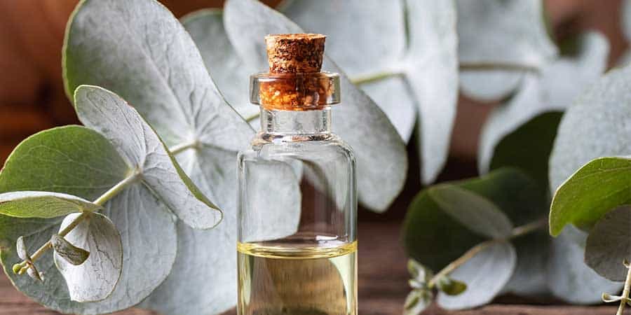 Eucalyptus essential oils