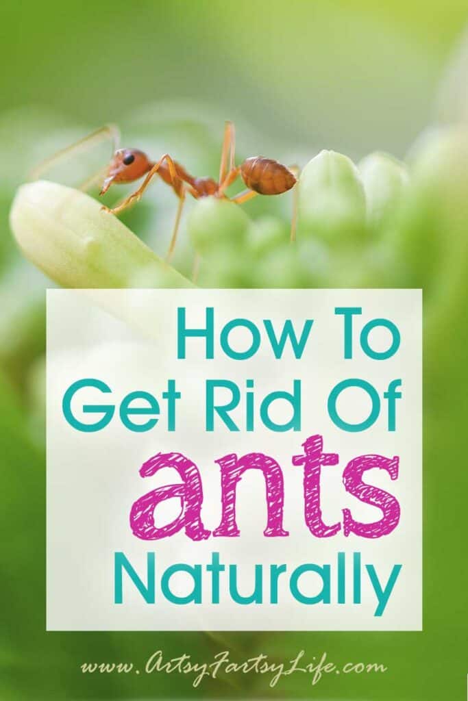 How To Get Rid Of Ants Naturally Artsy Fartsy Life