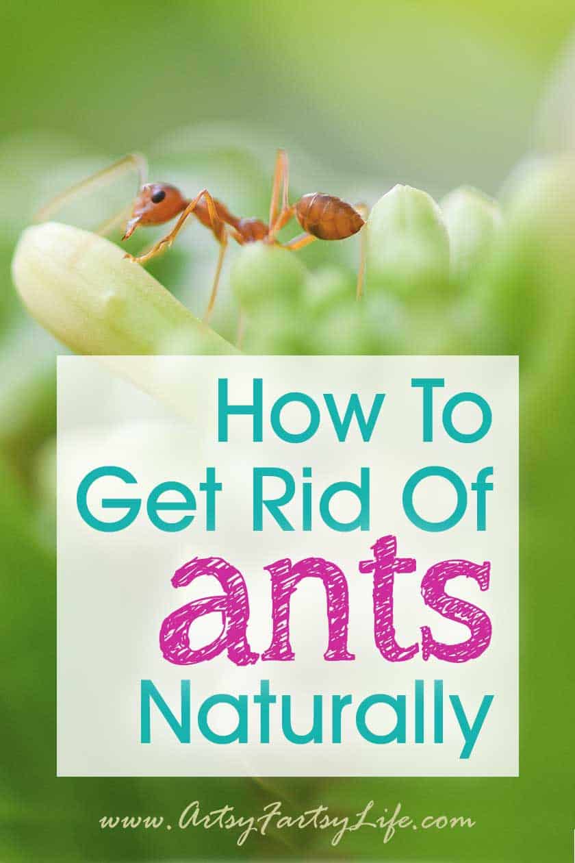 How To Get Rid Of Ants Naturally Artsy Fartsy Life   How To Get Rid Ants Naturally Girly 