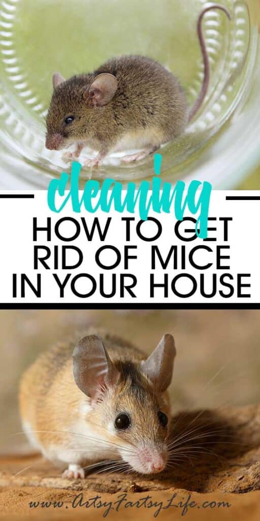 How To Get Rid of Mice In Your House · Artsy Fartsy Life