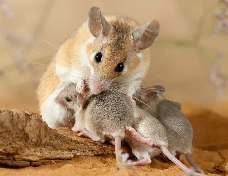 Picture of Mom mouse and babies