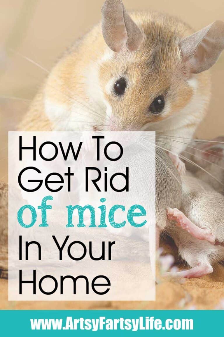 How To Get Rid of Mice In Your House · Artsy Fartsy Life
