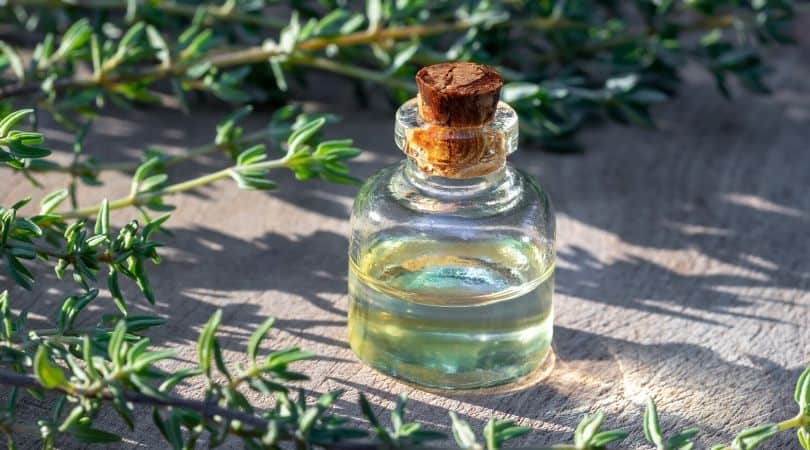 Thyme Essential Oils To Clean Mold