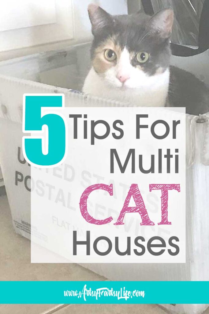 5 Tips To Make Your Multi-Cat House Happy
