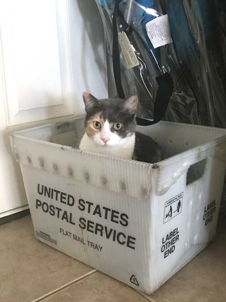 Betty cat in a USPS box