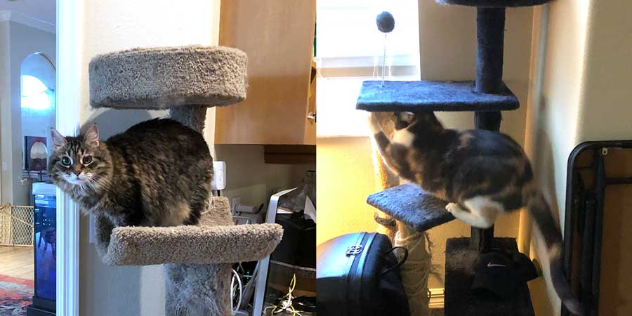 Kitty and Betty using their cat trees