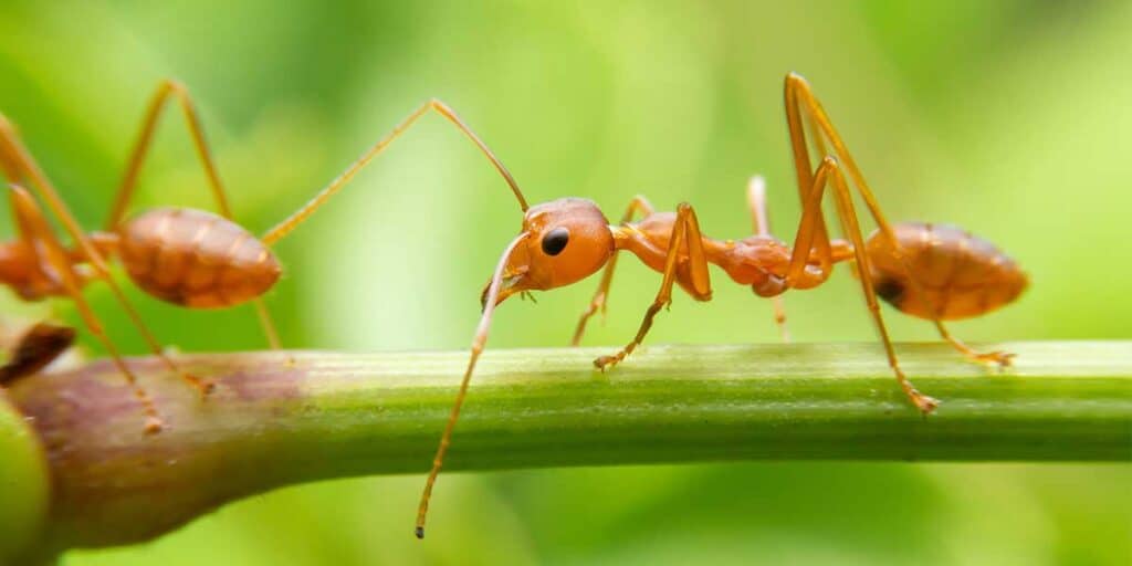 Ants On A Branch