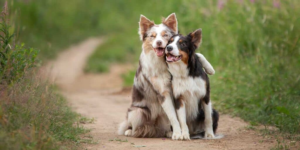 Dogs Outside In a Field