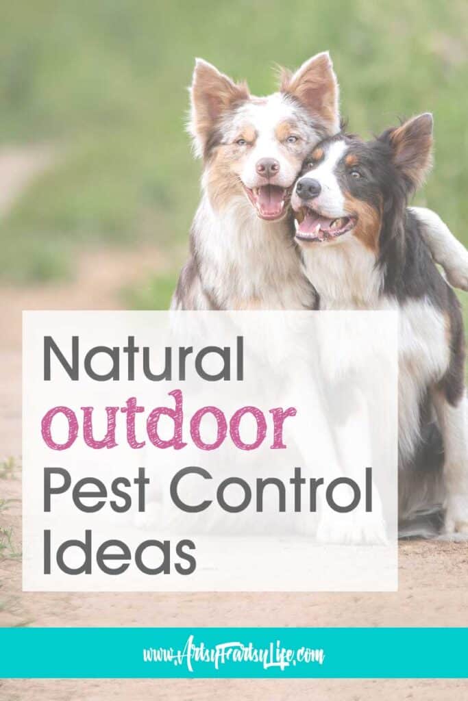 Natural Outdoor Pest Control Ideas