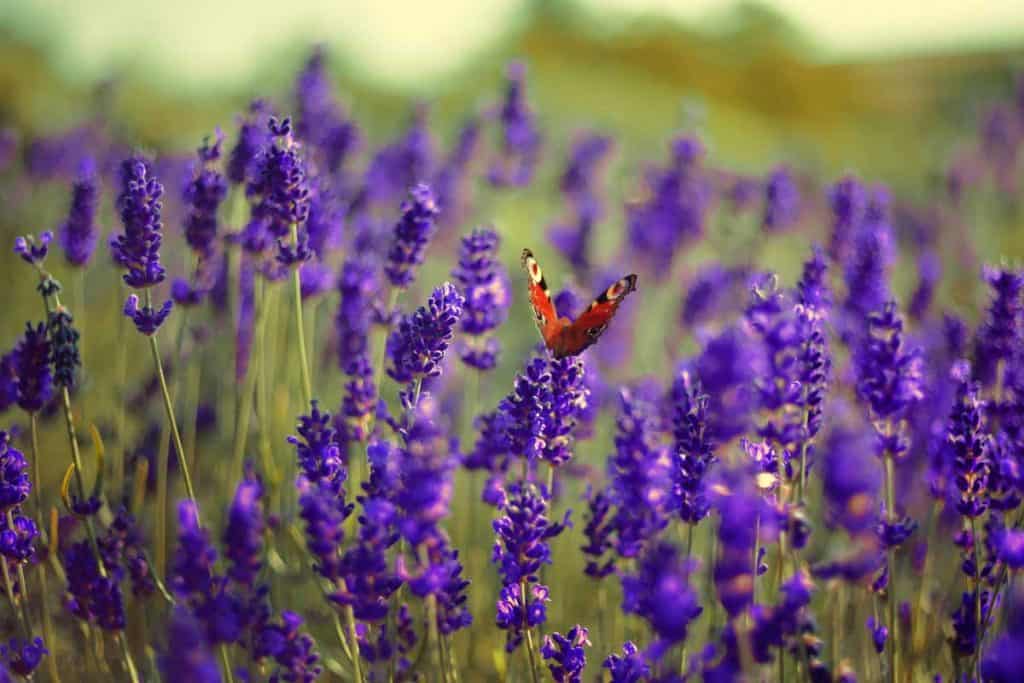 Lavender purple color