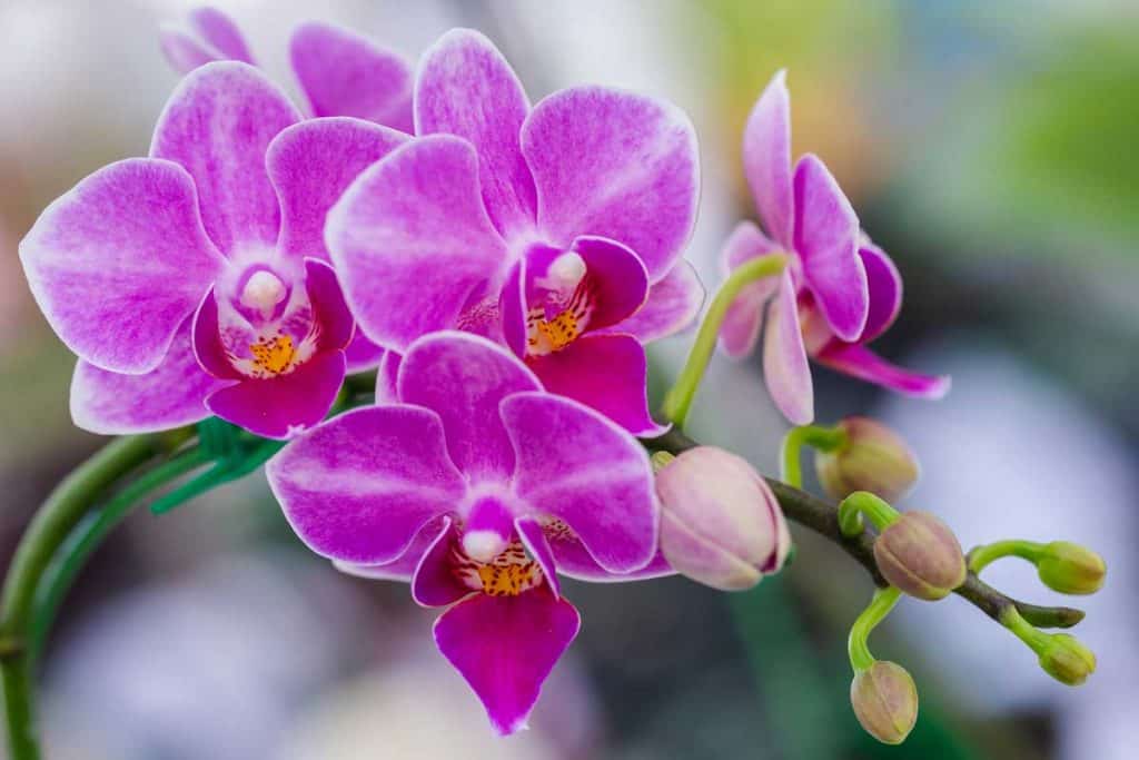 Orchid purple color