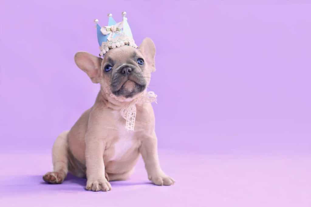 Royal Purple Dog