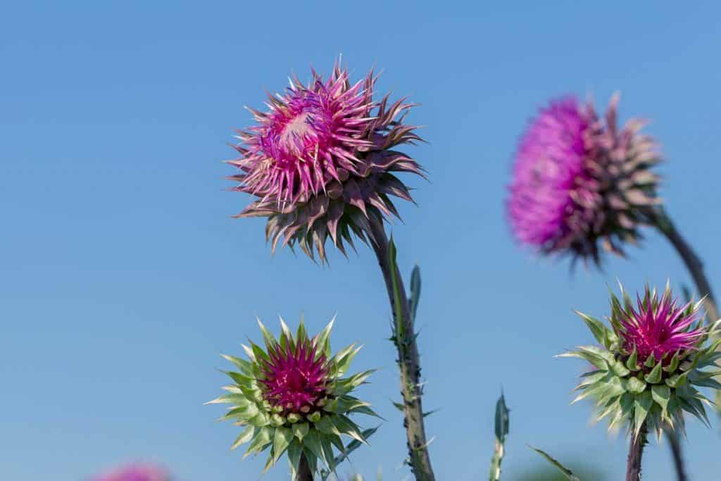 Thistle Purple Color