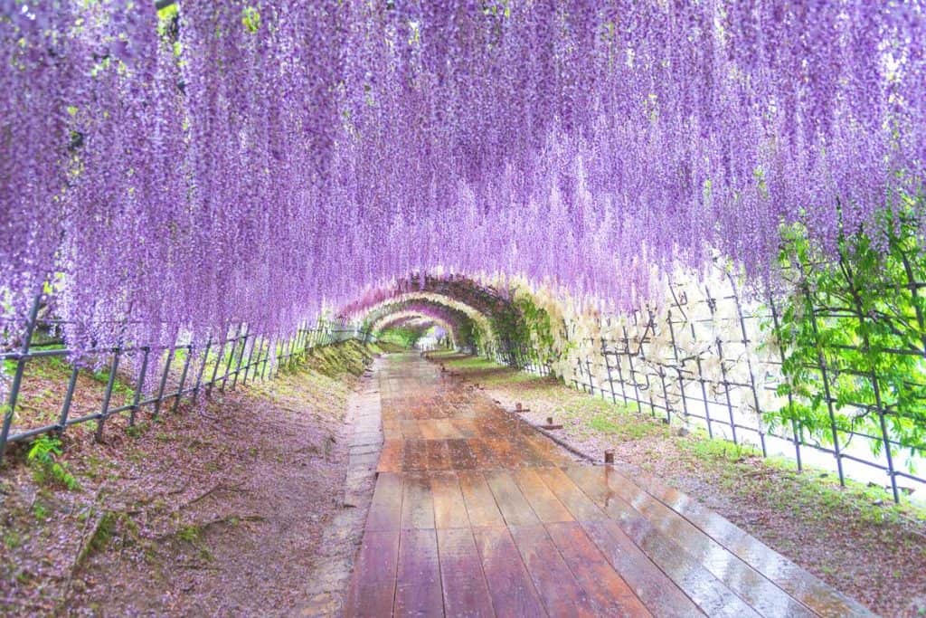 Wisteria Purple Color