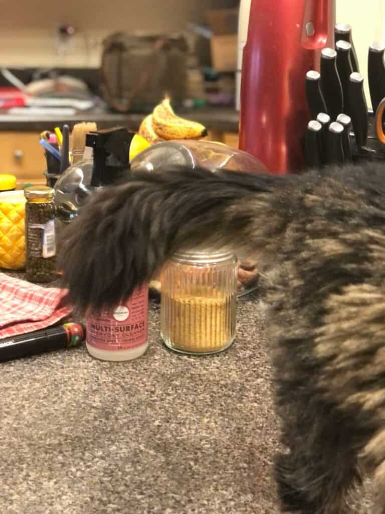 Spray Bottle Behind Kitty Tail