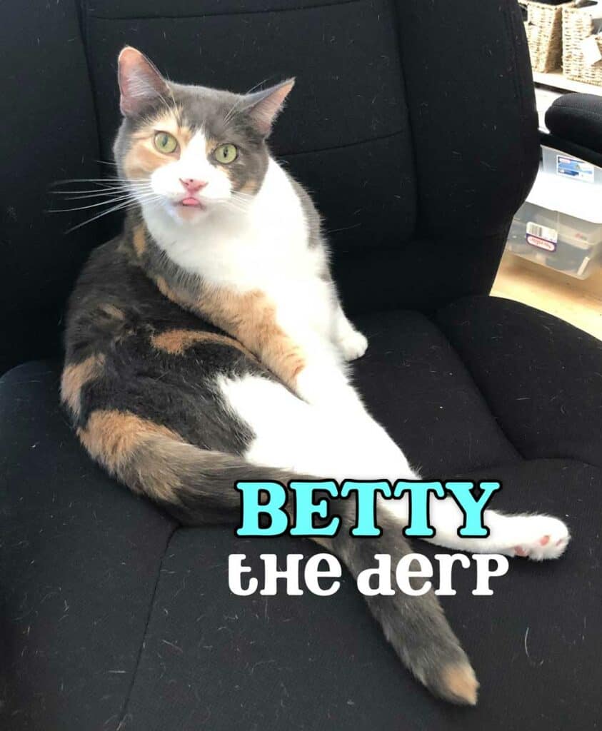 picture of betty the derpy cat