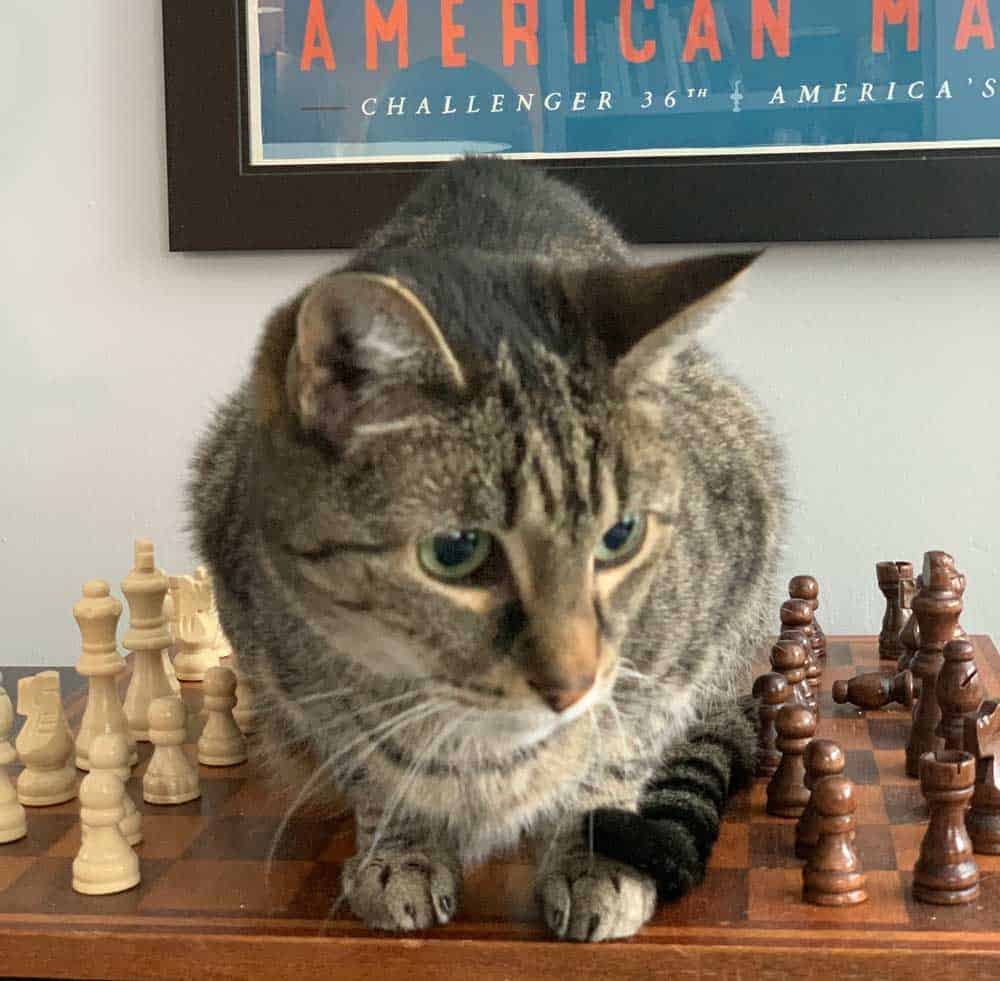 Cat sitting on a chessboard