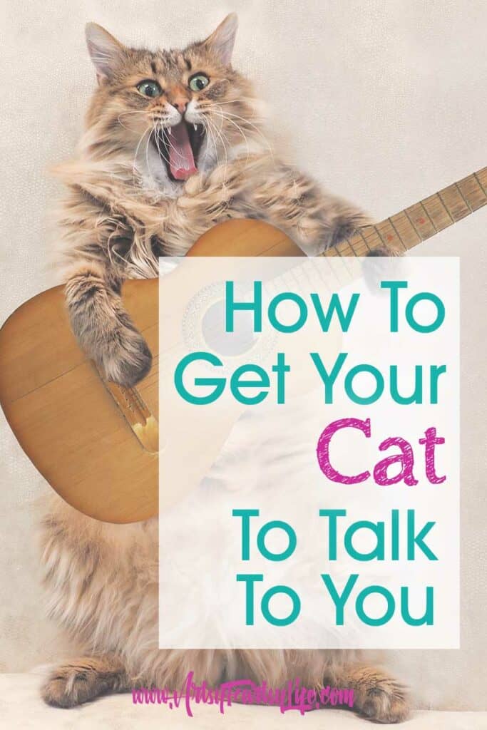 How To Get Your Cat To Talk To You!