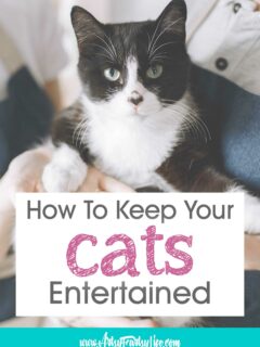 7 Ways To Make Your Indoor Cat Super Happy And Entertained!