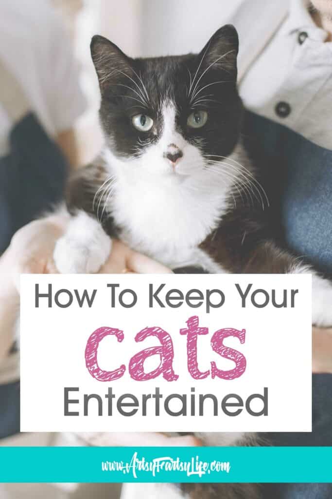 7 Ways To Make Your Indoor Cat Super Happy And Entertained!