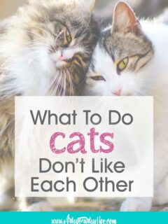 What To Do When Your Cats Don't Like Each Other