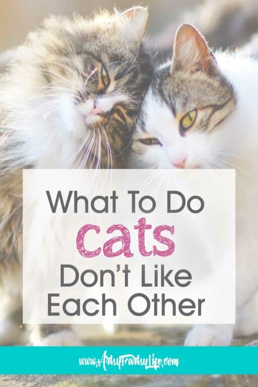 What To Do When Your Cats Don't Like Each Other · Artsy Fartsy Life