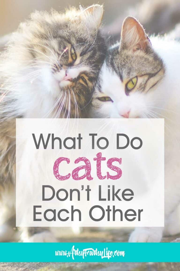 What To Do When Your Cats Don't Like Each Other · Artsy Fartsy Life