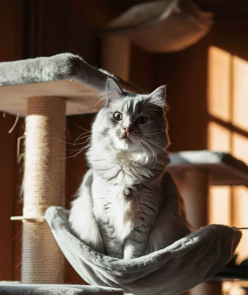 7 Ways To Make Your Indoor Cat Super Happy And Entertained!
