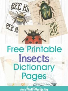 5 Free Printable Vintage Insect Pages