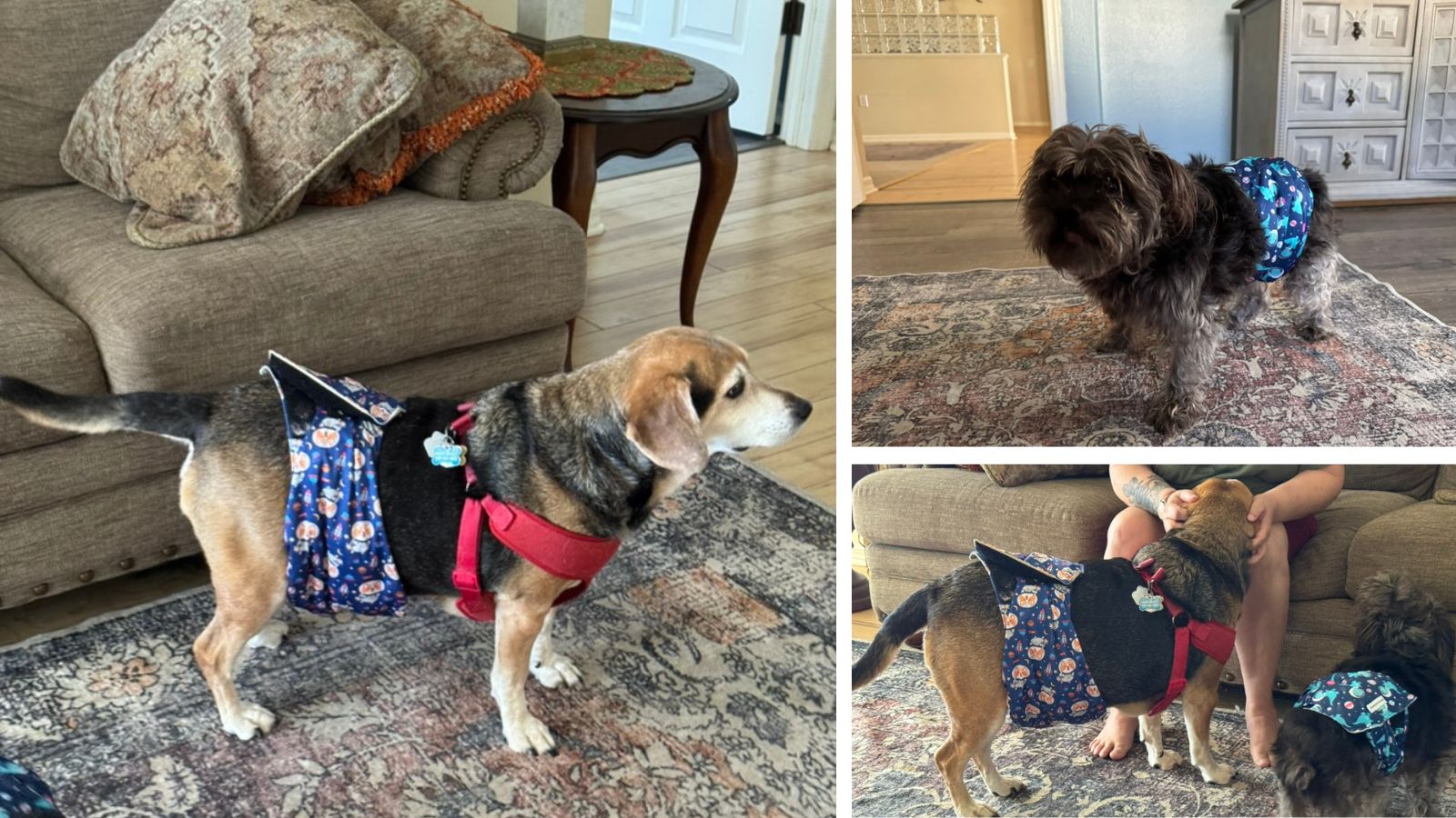 How Putting Diapers On Our Old Dogs Saved Our Sanity